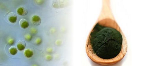 上海光語(yǔ)生物科技 引領(lǐng)生物技術(shù)創(chuàng)新與產(chǎn)業(yè)融合